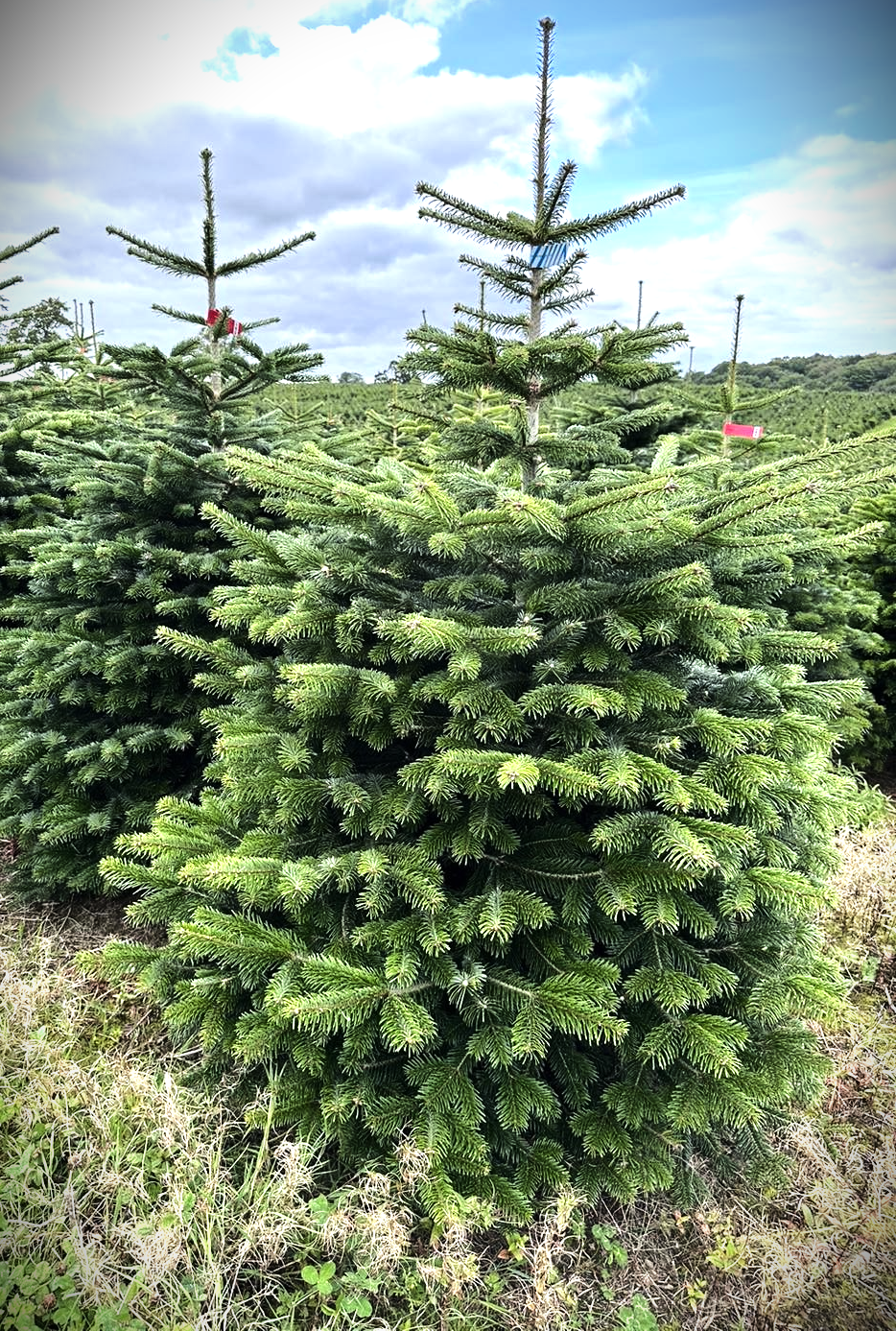 Christmas tree 6FT-7FT(180-210CM)