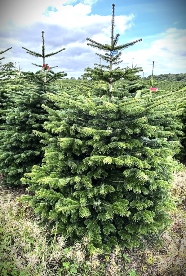 Christmas tree 5FT-6FT (150-180CM)